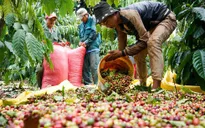 Tháng 1, xuất khẩu cà phê tăng gấp 2 lần