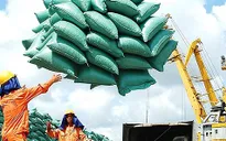 Cơ hội và thách thức của lúa gạo Việt Nam