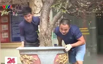 Chủ vườn tất bật vào vụ gom đào về "hồi sinh" sau Tết