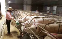 Người chăn nuôi "ôm lỗ" vì lợn nhập lậu