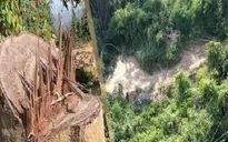 Nhiều diện tích rừng phòng hộ bị xâm hại