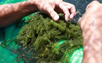 Thu tiền tỷ nhờ trồng rong nho