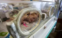 Thiếu thốn mọi bề, trẻ sơ sinh phải dùng chung lồng ấp ở Dải Gaza