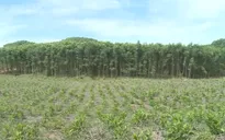 Thừa Thiên Huế: Trồng rừng hướng đến đa mục tiêu