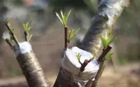 Thái Bình: Nhộn nhịp dịch vụ ký gửi đào sau Tết