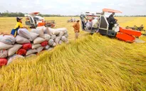 Nông dân gặp khó do giá lúa giảm