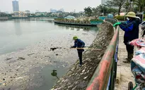 Hà Nội: Cá chết hàng loạt ở hồ Công viên Thiên văn học