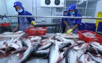 Tín hiệu tích cực từ xuất khẩu thủy sản