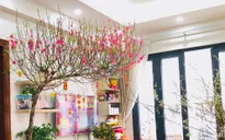 Cách chăm sóc cành đào nở đẹp đúng 3 ngày Tết