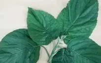 Ăn lá lộc mại kèm thịt chó, người phụ nữ phải nhập viện cấp cứu