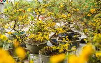 Hoa mai toả sắc vàng rực rỡ giữa lòng Hà Nội.