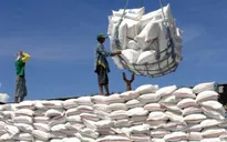 Giá gạo của Ấn Độ tăng lên mức cao kỷ lục