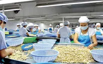 Ngành điều đặt mục tiêu xuất khẩu đạt 3,8 tỉ USD