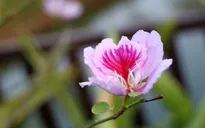 Hoa Ban nở rực rỡ trong nắng ấm Điện Biên