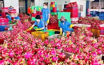 Thanh long rớt gần nửa giá