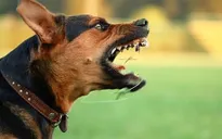 Liên tiếp bệnh nhân nhập viện do chó cắn