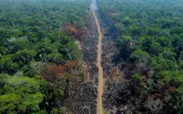 Nạn phá rừng tại Brazil giảm hơn 60%