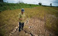 Xâm nhập mặn tăng cao tại Đồng bằng sông Cửu Long