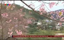 Khúc giao mùa của những sắc hoa