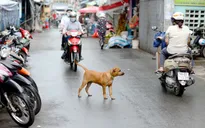 Đề xuất nuôi chó, mèo phải đăng ký với xã, phường