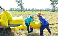 Cơ hội gia tăng giá trị gạo Việt
