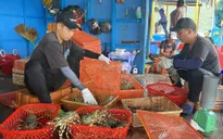 Xuất khẩu tôm hùm lấy lại đà tăng trưởng