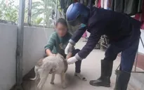 Chó dại tấn công 13 học sinh và 1 thầy giáo tại Quảng Ninh
