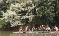 Đẹp ngỡ ngàng mùa hoa Sưa nở trắng rừng Tân Trào