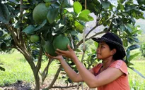 Nông nghiệp kỳ vọng mục tiêu xuất khẩu 55 tỷ USD năm 2024