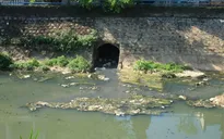 Đà Lạt: Suối Cam Ly ô nhiễm nặng