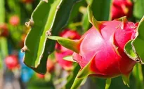 Vực dậy vị thế của ngành hàng thanh long