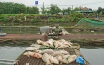 Cá chết hàng loạt ở Hải Dương gây thiệt hại hơn 50 tỷ đồng