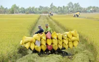 Giảm phát thải từ sử dụng phân bón đúng