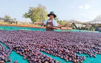 Giá thu mua tăng cao, cơ hội và thách thức của ngành cà phê Việt Nam