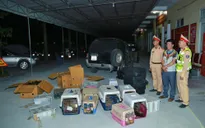 Bắt vụ vận chuyển trái phép 420 cá thể động vật hoang dã quý hiếm từ Nam ra Bắc
