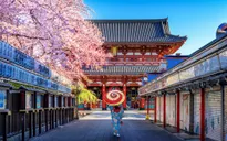 Du khách ùn ùn đổ đến Nhật Bản ngắm hoa anh đào