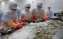 Kết luận sơ bộ vụ điều tra chống trợ cấp tôm nước ấm đông lạnh từ Việt Nam