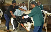 Phát hiện virus H5N1 trong sữa bò