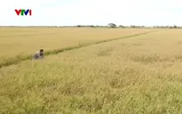 Người dân Sóc Trăng tìm mọi cách để cứu lúa trước tình trạng hạn, mặn