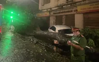 Hàng loạt cây xanh gãy đổ sau mưa giông ở Hà Nội, nhiều ô tô bẹp rúm