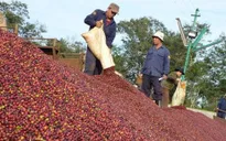 Thách thức khi giá cà phê tăng cao
