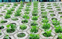 Người dân trồng rau sạch ở hốc bê tông bên triền đê