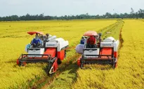 Liên kết đảm bảo đầu ra cho lúa giống