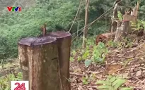 Hàng loạt cây gỗ bị chặt hạ ở Vườn quốc gia Xuân Sơn