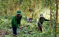 Thừa Thiên-Huế tăng cường biện pháp cấp bách phòng cháy, chữa cháy rừng