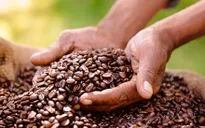 Giá cà phê tiếp tục tăng cao kỷ lục