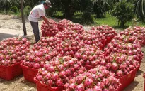 Ngành rau quả sẽ đạt kỷ lục mới trong xuất khẩu