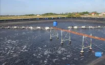 Nhiều thách thức cho ngành tôm