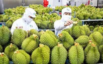 Sầu riêng Việt Nam chiếm gần 32% thị phần tại Trung Quốc