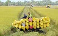 Nông dân mừng vì lúa vụ đông xuân được mùa, được giá